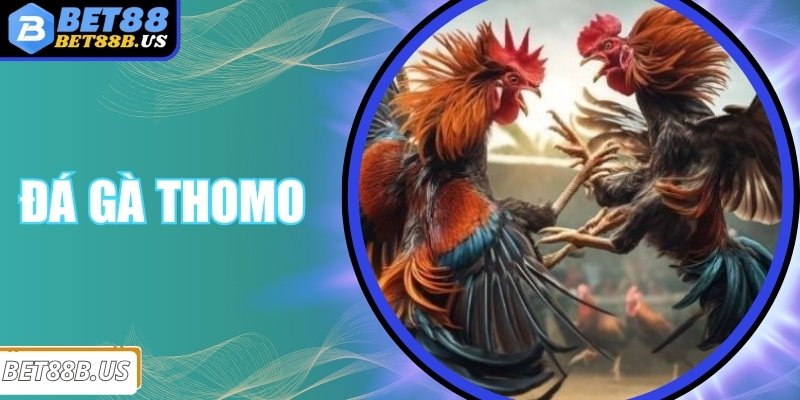 Đá Gà Thomo - Mở Khóa Kinh Nghiệm Chơi Cực Chất Cho Bạn Đá Gà Thomo - Mở Khóa Kinh Nghiệm Chơi Cực Chất Cho Bạn