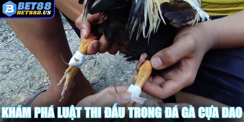 Khám phá luật thi đấu cơ bản trong đá gà cựa dao